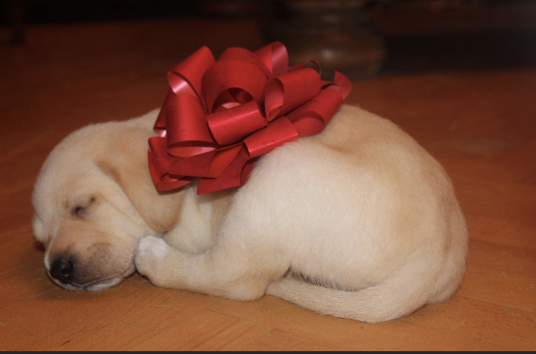 სატესტო